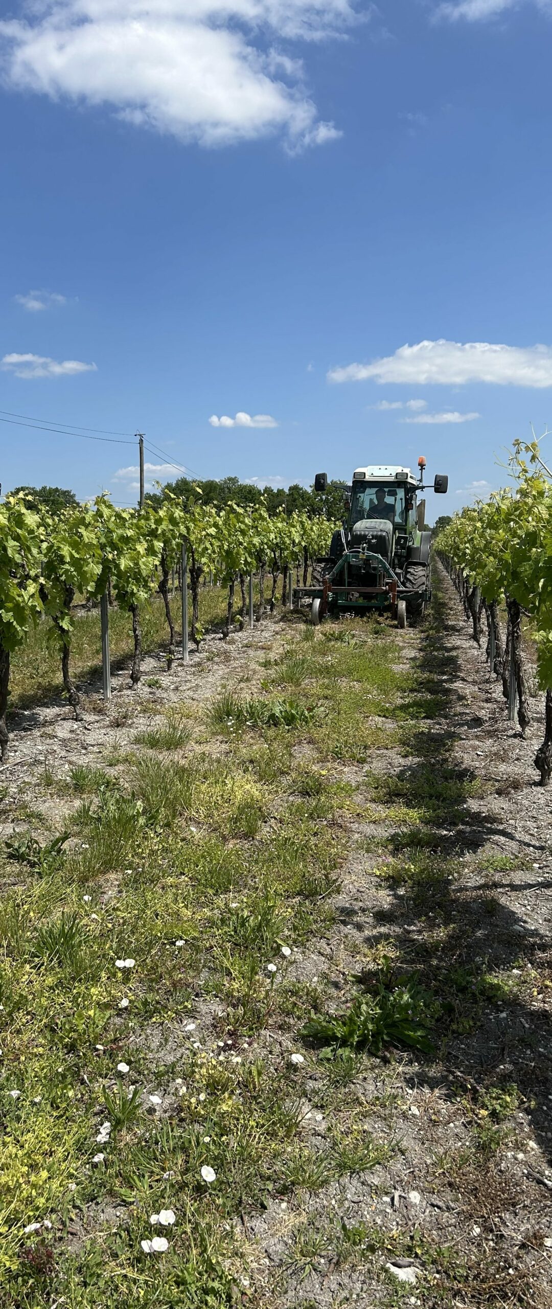 Union Des Coopératives Agricoles