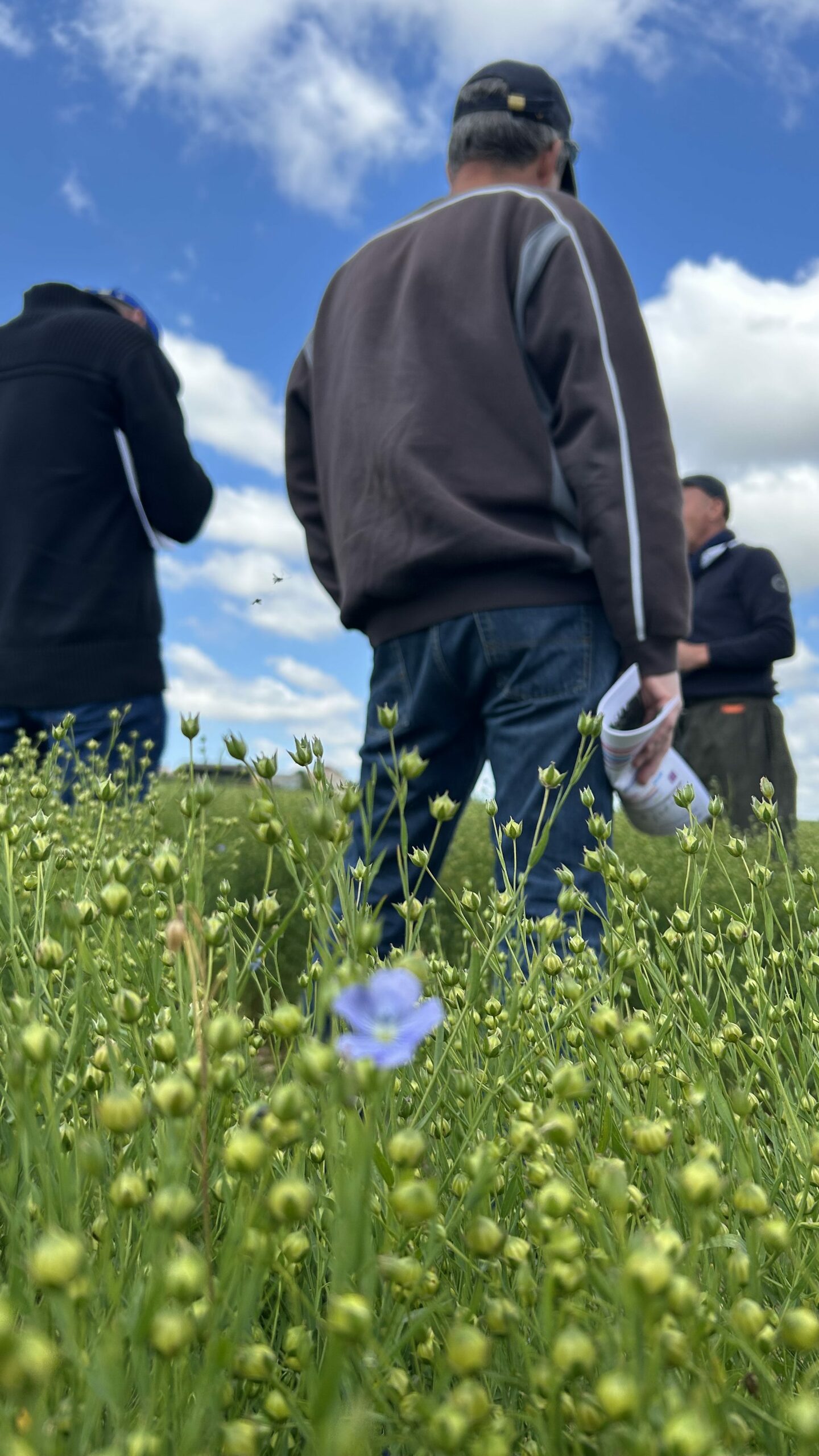 Union Des Coopératives Agricoles