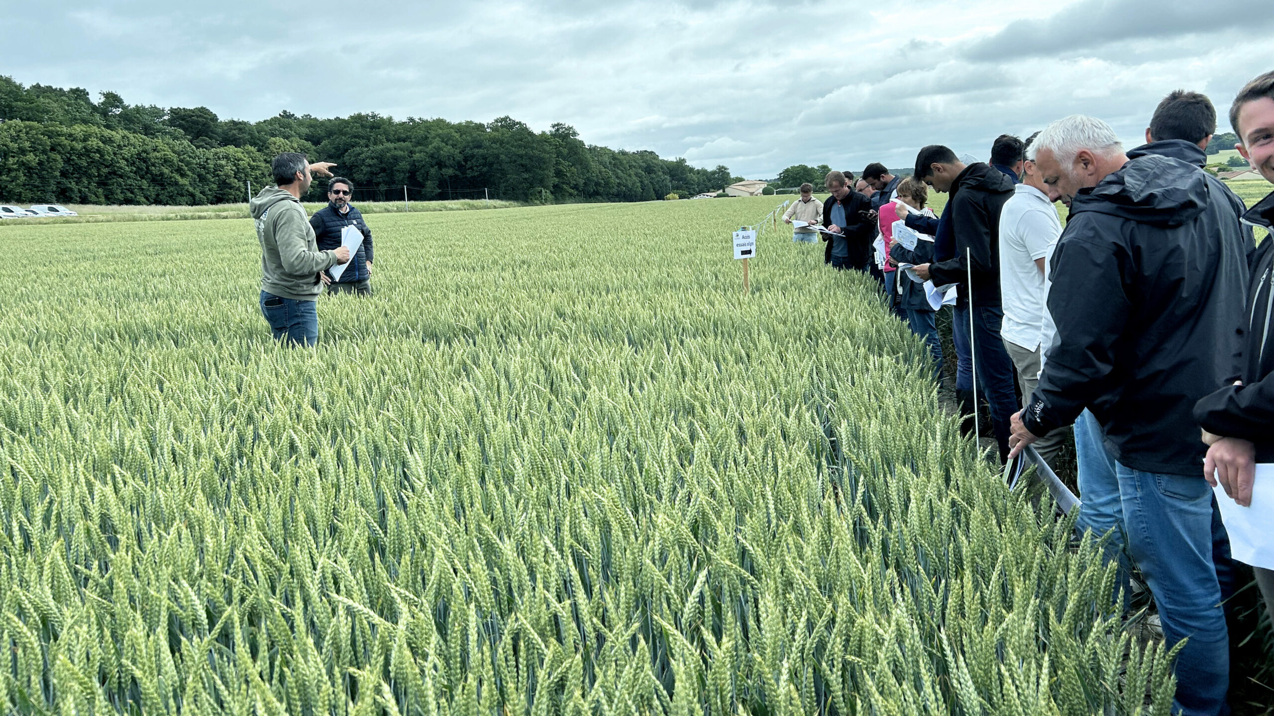 Union Des Coopératives Agricoles